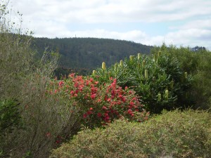 Nannup Road Banksia