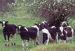 Nannup Cows