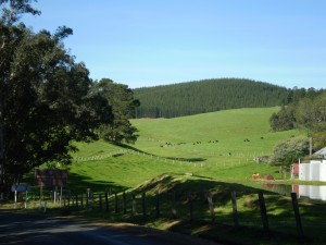 Redgum Hill - Nannup Road