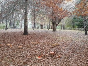 Arboretum 